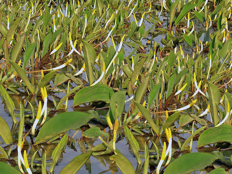 Goldkeule - Orontium aquaticum